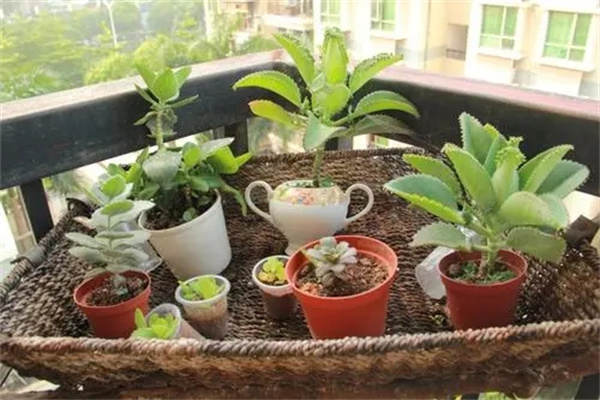 住宅内摆放花草要注意哪些风水