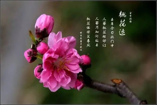 八字中走桃花运是什么意思