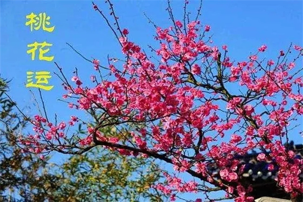 ​从八字看人的命理桃花