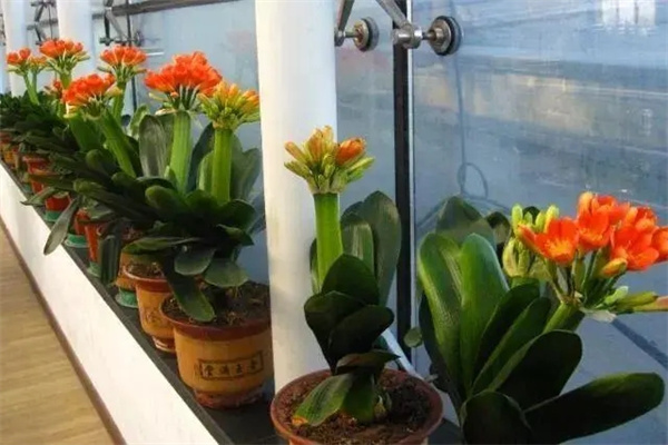 家里种植君子兰的风水禁忌