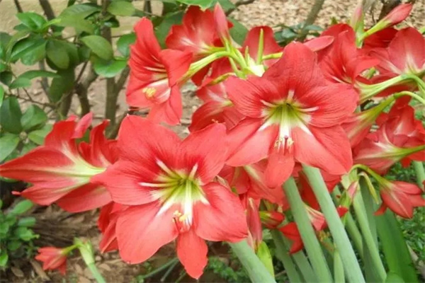 八字里的桃花神煞有哪些形式