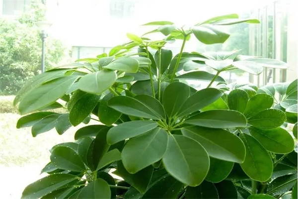 八种招财旺宅的植物