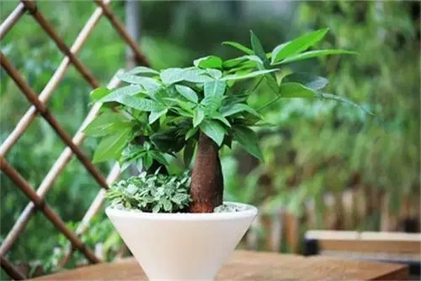 八种招财旺宅的植物