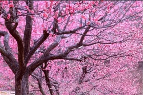​什么首饰招桃花运，女装旺桃花