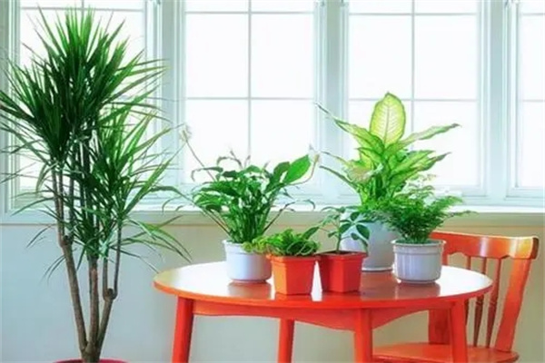 住宅植物摆放风水禁忌