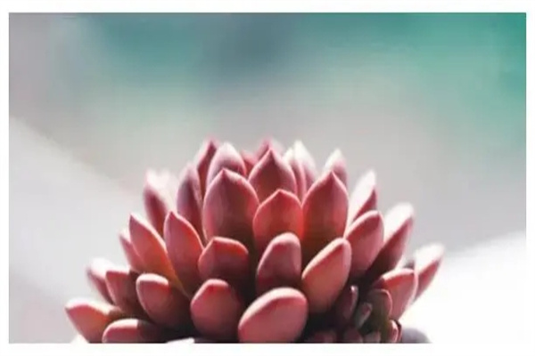 八字出现食伤合印代表什么