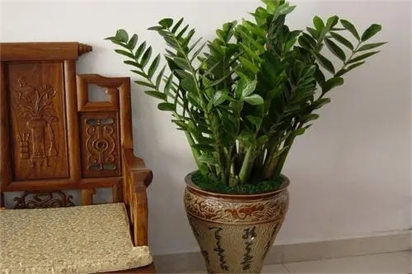 进门见什么绿植风水好