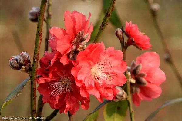 八字神煞红艳桃花的查法
