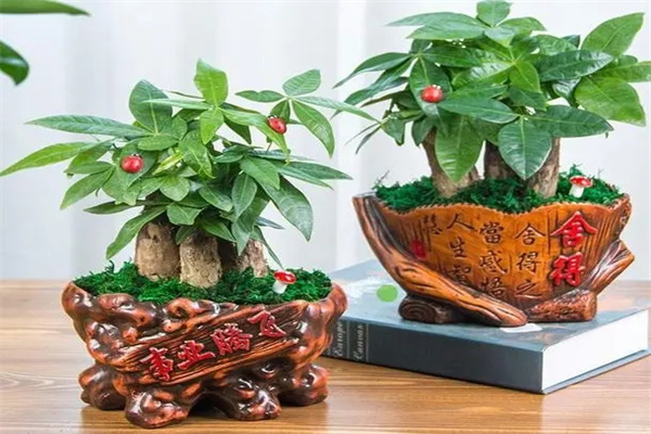 八种植物招财又旺宅