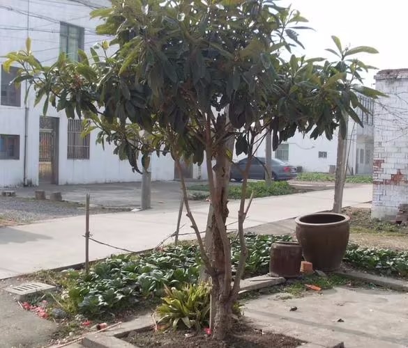 门前种什么树风水好