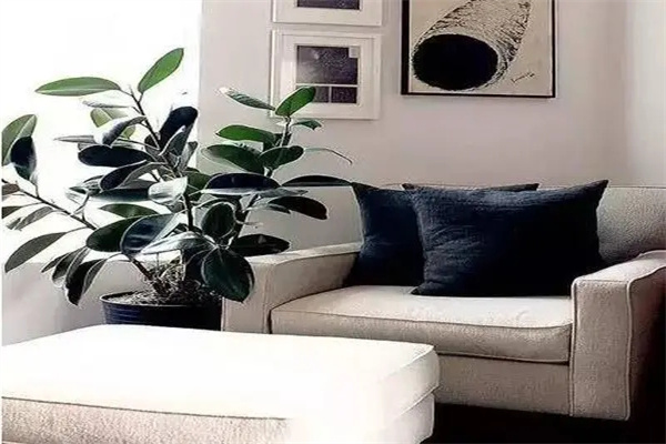 客厅增旺气运风水植物
