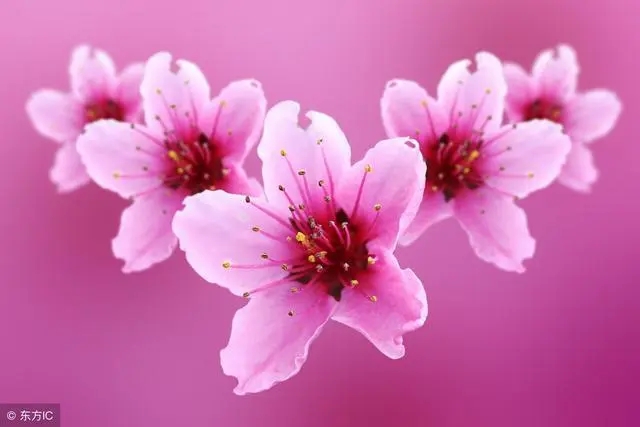 命理桃花煞含义
