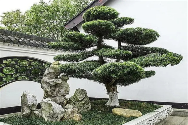适合在庭院栽种的树木