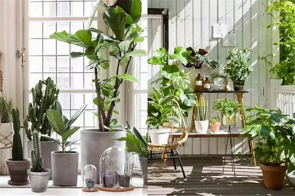 家居植物吉凶风水禁忌