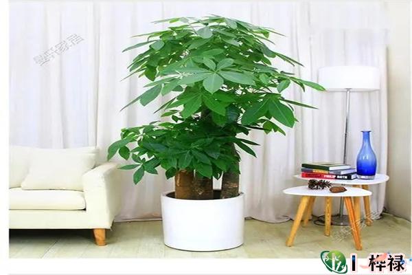读书不好的八字特征