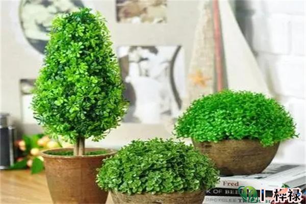 店铺开业风水植物种类