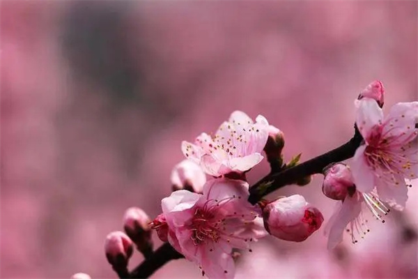 八字看桃花煞技巧