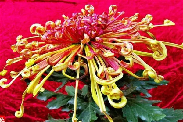 菊花的风水寓意