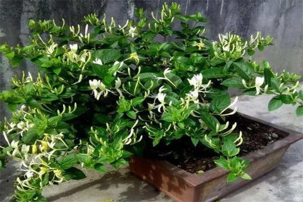 家里种金银花风水好吗