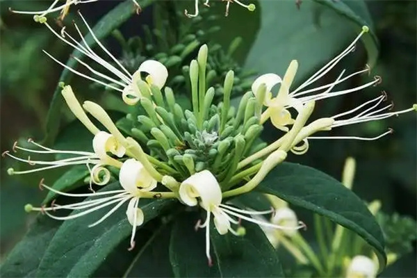 家里种金银花风水好吗