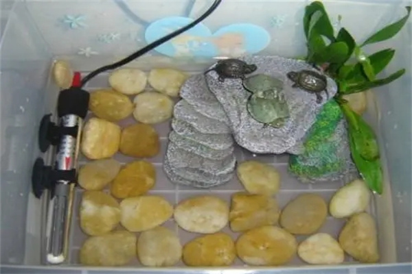 居家养龟风水禁忌