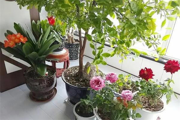 家中养花风水禁忌(家中养花风水禁忌6)