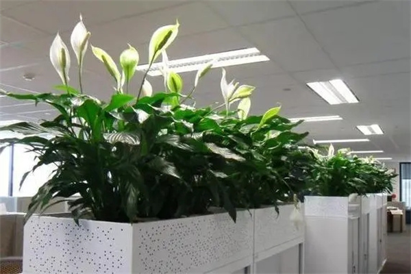 家中摆什么植物风水好(客厅最旺宅的大型植物)