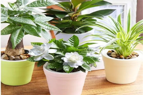 家中摆什么植物风水好(客厅最旺宅的大型植物)