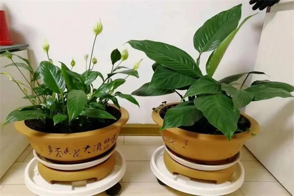 你家里的盆栽摆在正确的地方了吗(你家里的盆栽摆在正确的地方了吗英语)