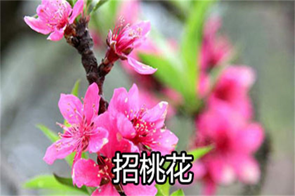 哪些是旺财风水摆件