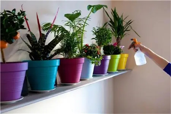 家里植物摆放风水禁忌(家里植物摆放风水禁忌有哪些)