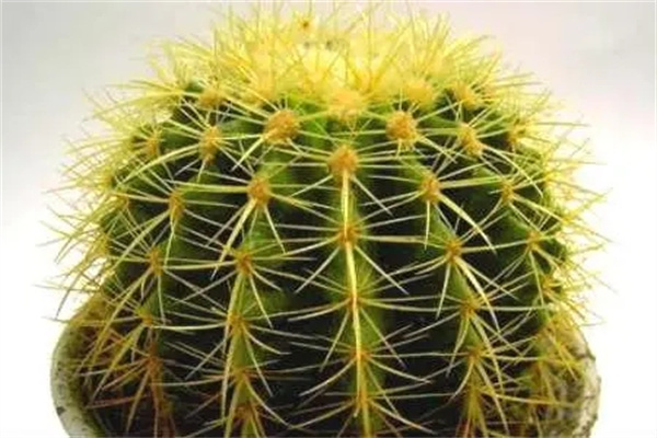 家里养带刺的植物风水(家里养带刺的植物风水不好吗)