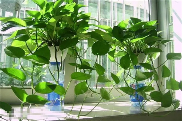 家里植物太多风水好不好(家里植物太多风水好不好呢)