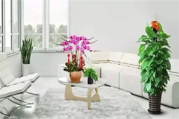 住宅花卉摆放风水讲究(住宅花卉摆放风水讲究图片)