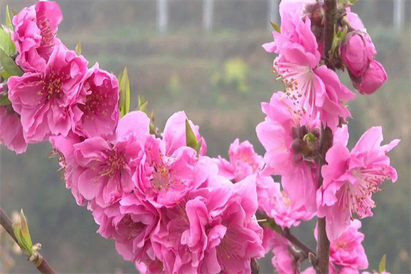 命带红艳桃花的女人好不好