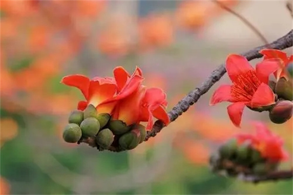 有烂桃花的女命八字