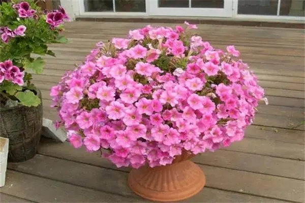 有烂桃花的女命八字