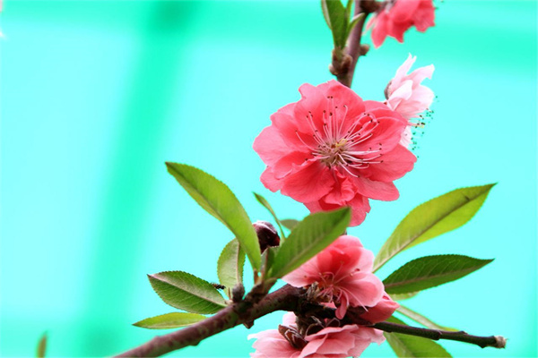 桃花极旺的八字(桃花极旺的八字是什么)