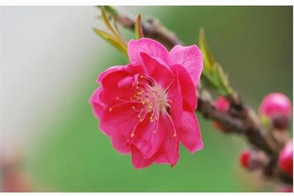 桃花极旺的八字(桃花极旺的八字是什么)