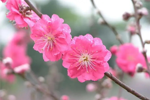 如何用八字催旺桃花(如何用八字催旺桃花运)