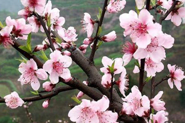八字命理中的19种桃花(八字命理中的19种桃花是什么)