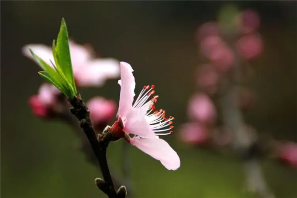 六爻如何看桃花(六爻如何看桃花运)