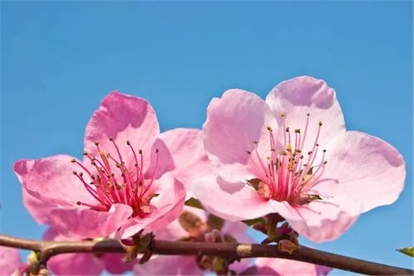 六爻如何看桃花(六爻如何看桃花运)