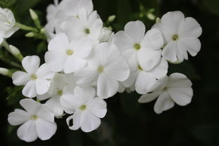 招桃花树该摆些什么植物呢(招桃花植物)