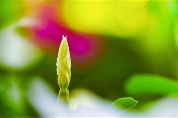 命带金桃花的八字特征(命带金桃花的女孩)