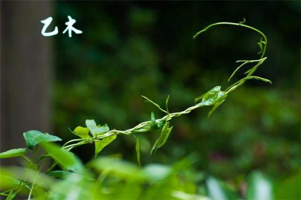 乙木男的性格(乙木男的性格特点)