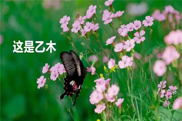 乙木男的性格(乙木男的性格特点)