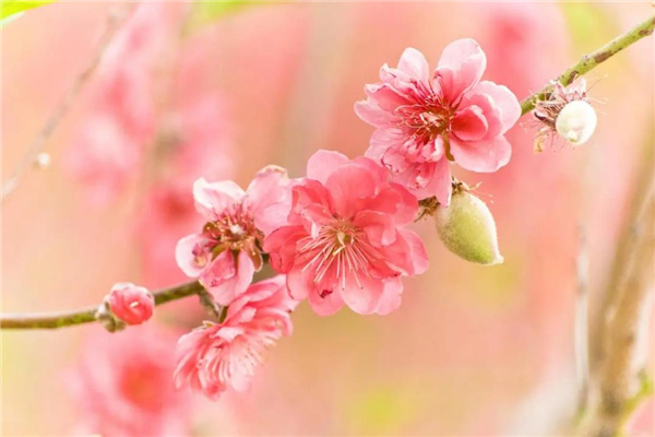 桃花刃是什么意思(什么叫桃花刃)