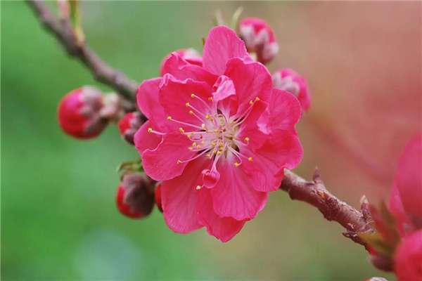 桃花刃是什么意思(什么叫桃花刃)