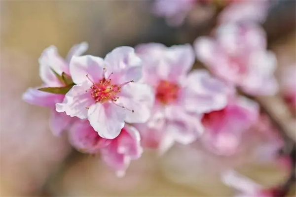 正缘桃花什么意思(八字正缘桃花什么意思)